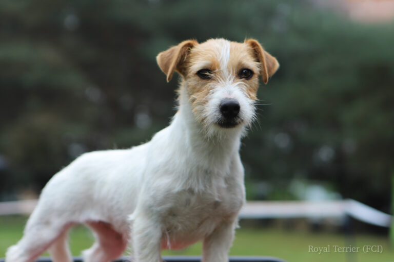 piesek Jack russell terrier