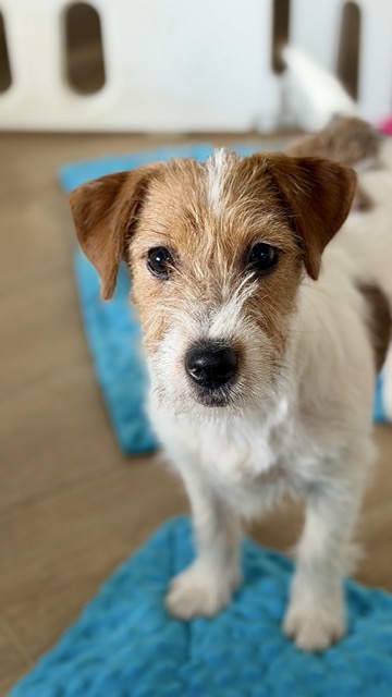 piesek Jack Russell terrier