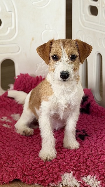 suczka Jack Russell terrier