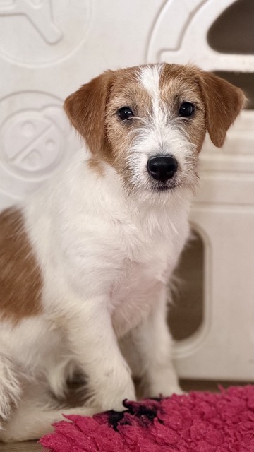 suczka Jack Russell terrier