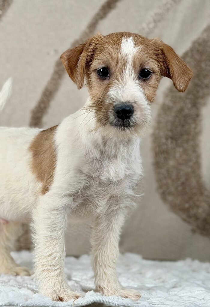 piesek Jack russell terrier