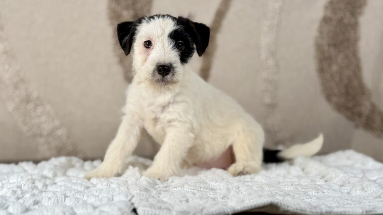 suczka Jack Russell terrier biało-czarna