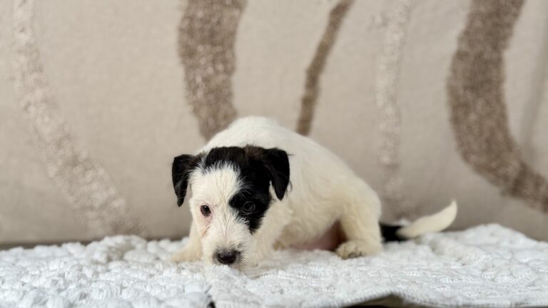 suczka Jack Russell terrier biało-czarna