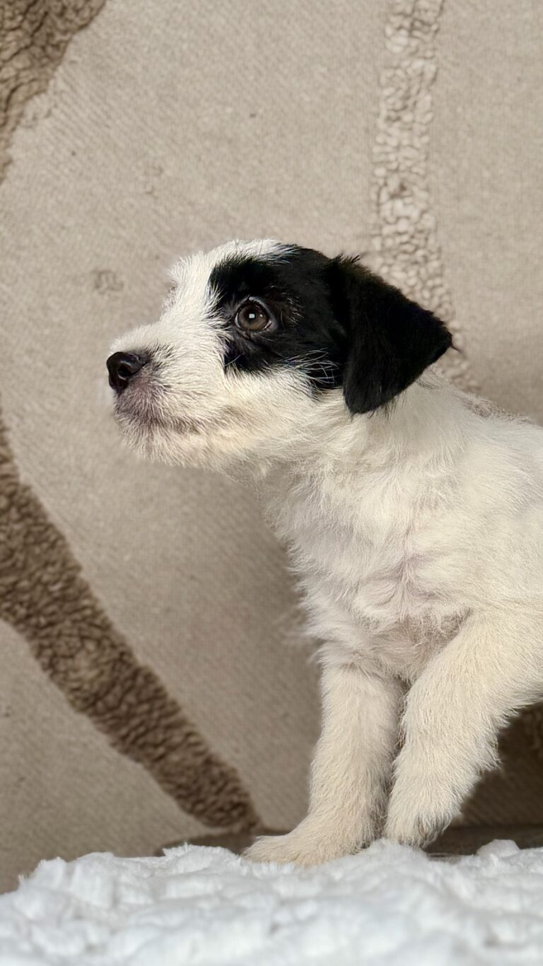 suczka Jack Russell terrier biało-czarna