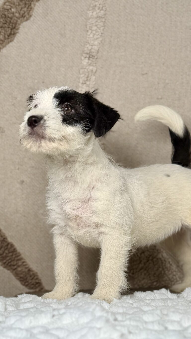 suczka Jack Russell terrier biało-czarna
