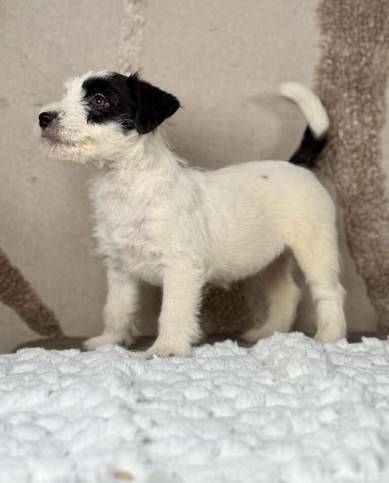suczka Jack Russell terrier biało-czarna