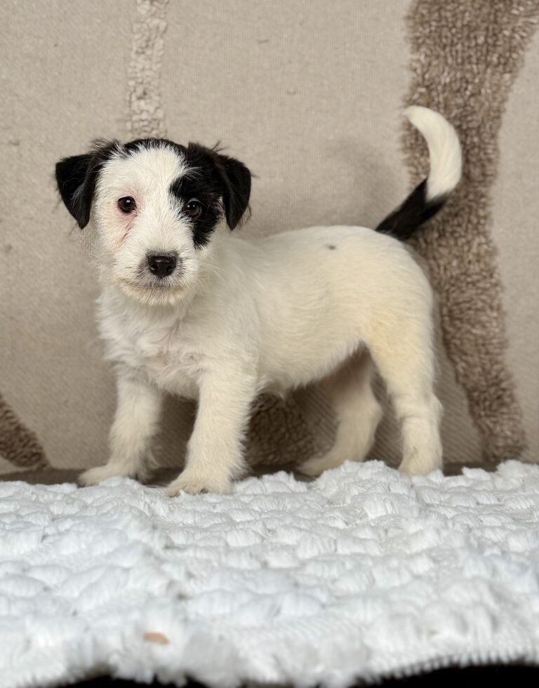 suczka Jack Russell terrier biało-czarna