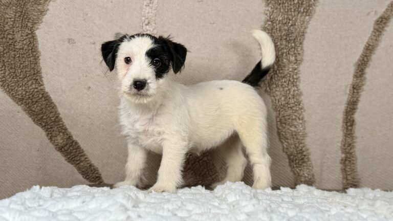 suczka Jack Russell terrier biało-czarna