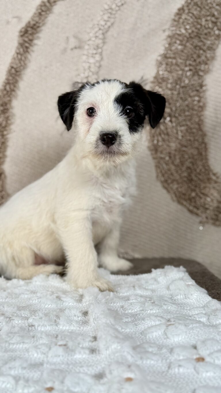 suczka Jack Russell terrier biało-czarna