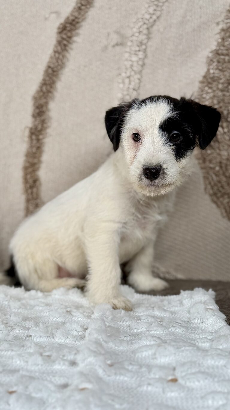 suczka Jack Russell terrier biało-czarna