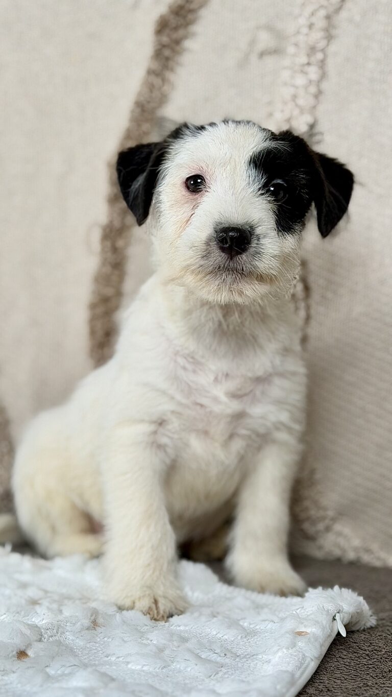 piesek Jack russell terrier