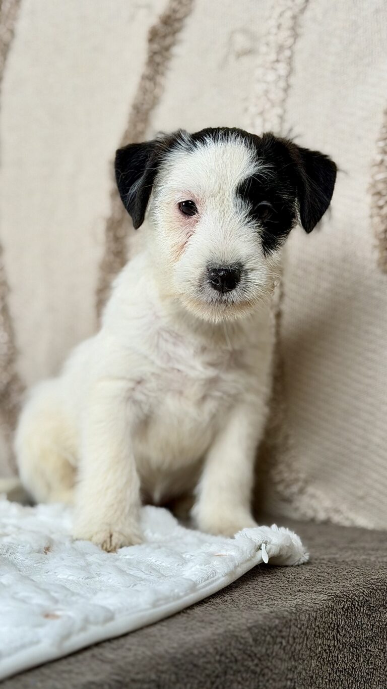 suczka Jack Russell terrier biało-czarna