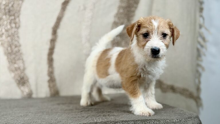 piesek Jack russell terrier