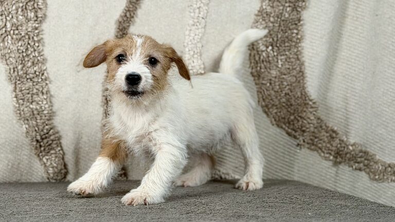piesek Jack russell terrier