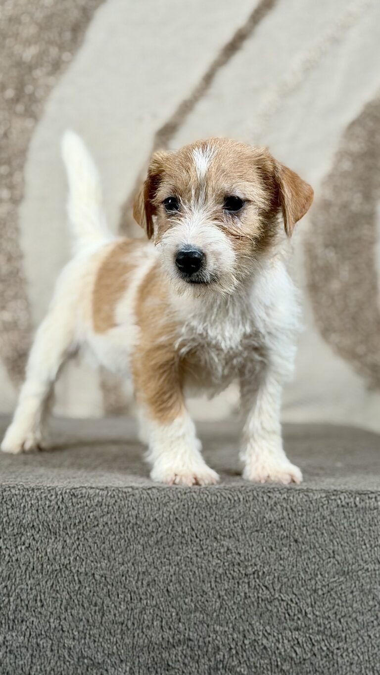 piesek Jack russell terrier