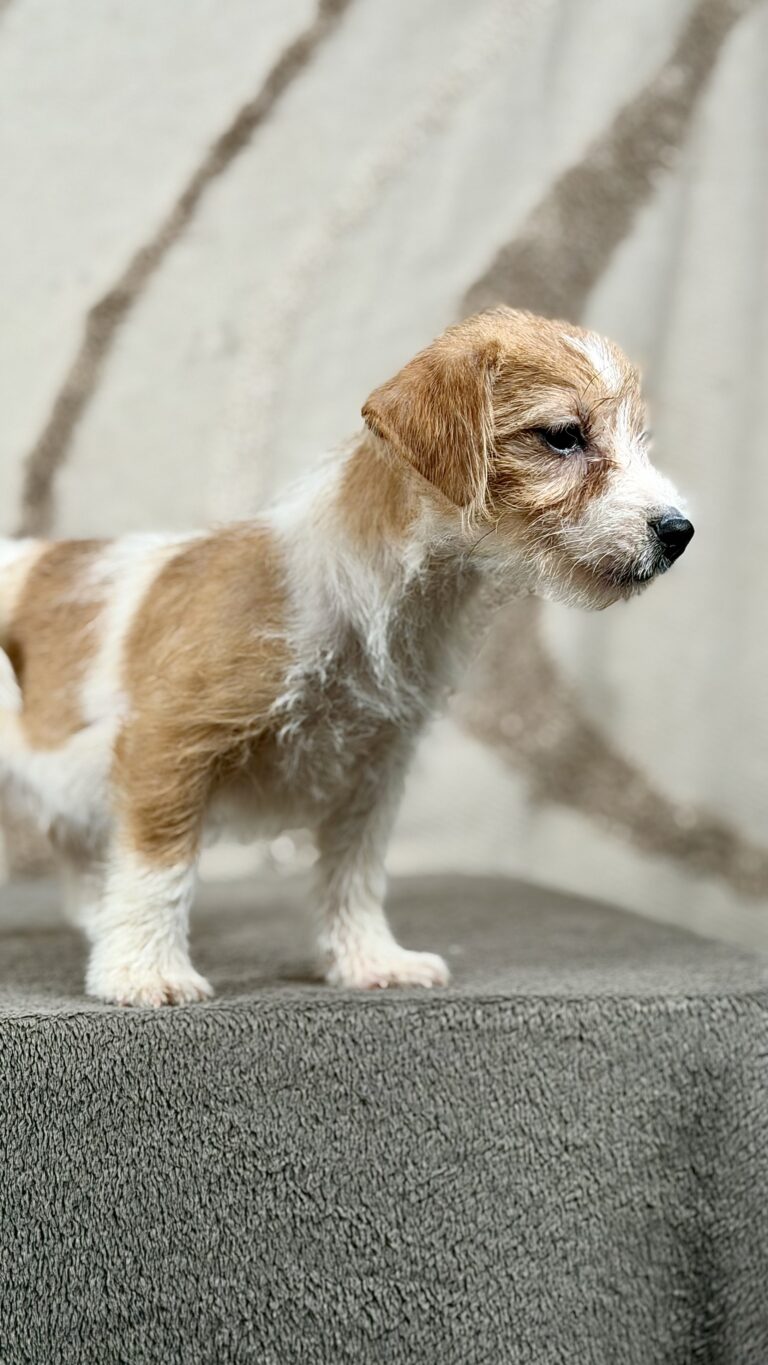 piesek Jack russell terrier