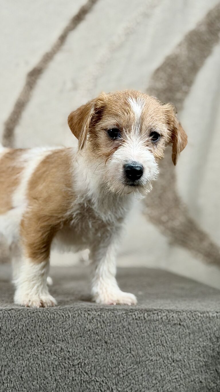 piesek Jack russell terrier