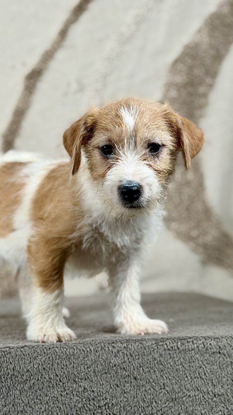 piesek Jack russell terrier