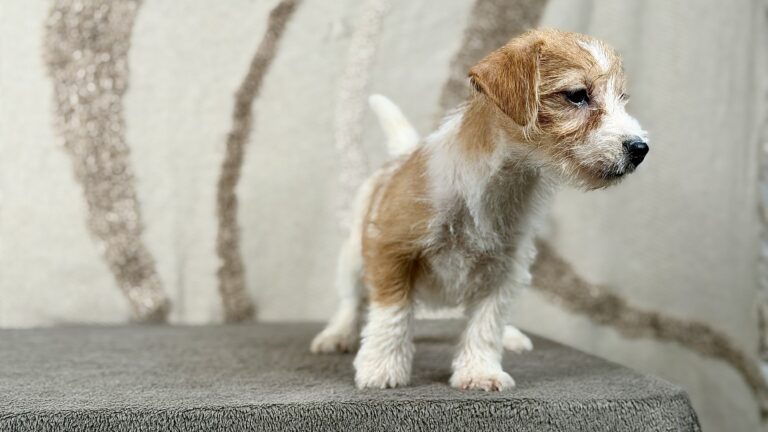 piesek Jack russell terrier