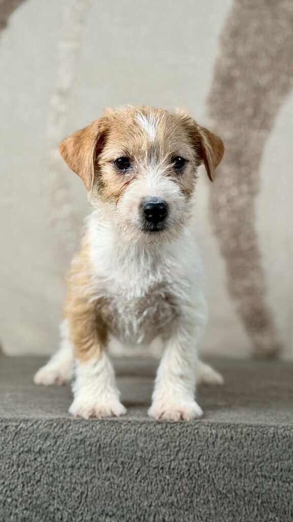 piesek Jack russell terrier
