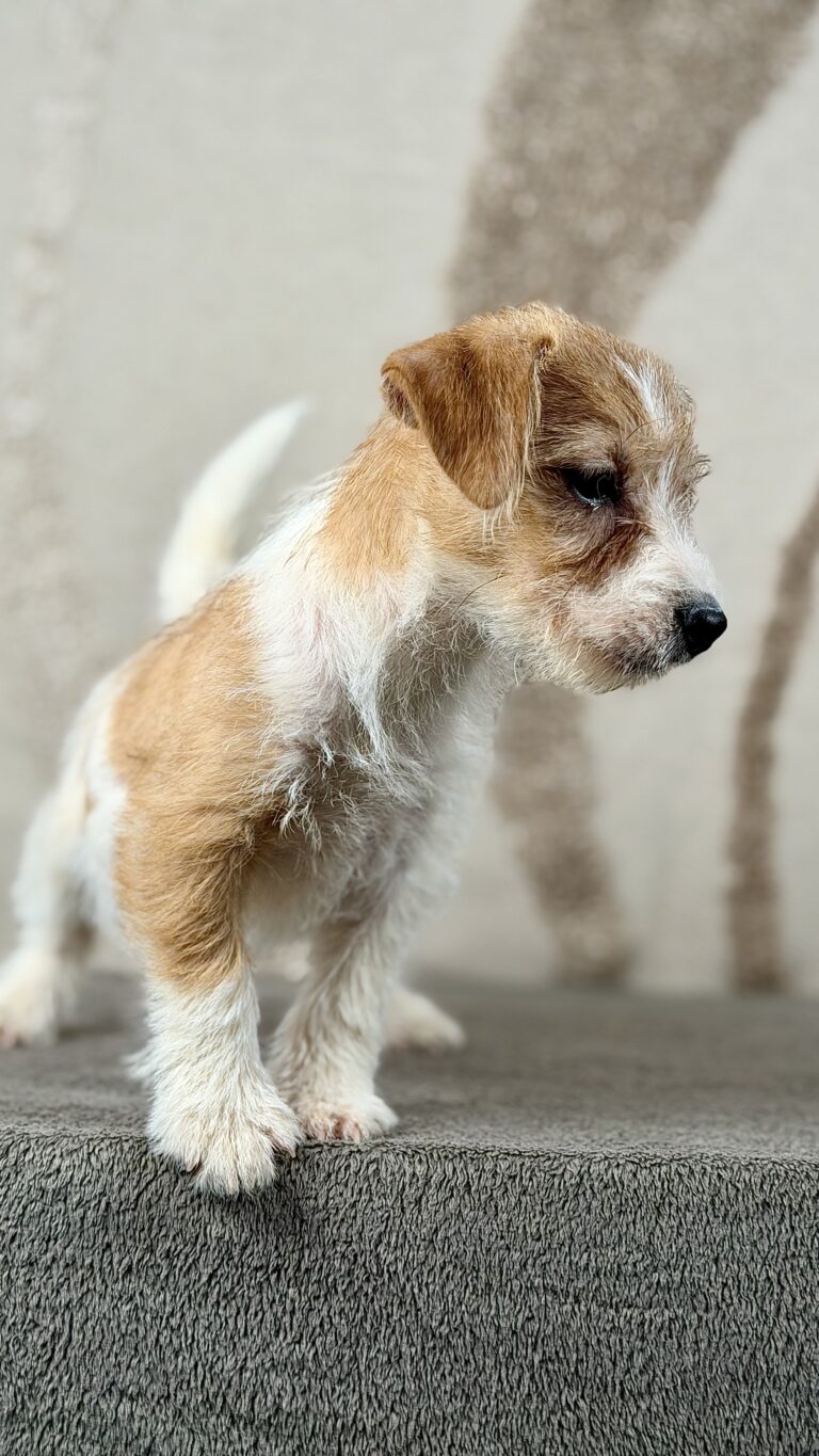 piesek Jack russell terrier