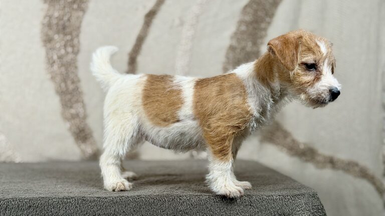 piesek Jack russell terrier