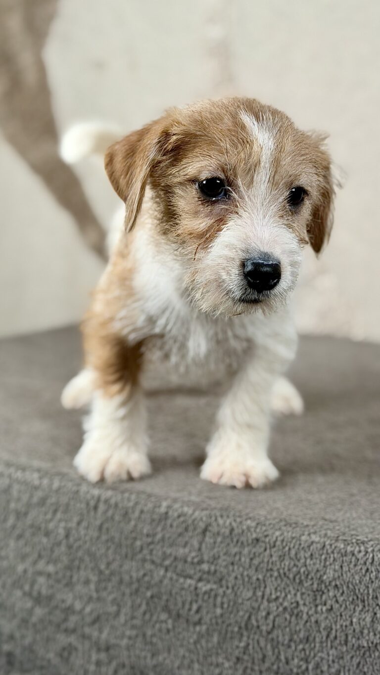 piesek Jack russell terrier