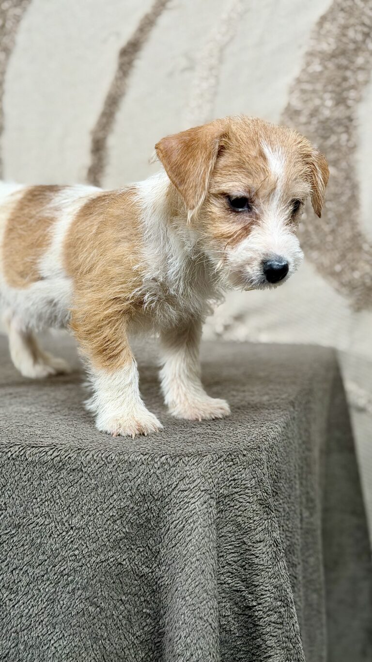 piesek Jack russell terrier