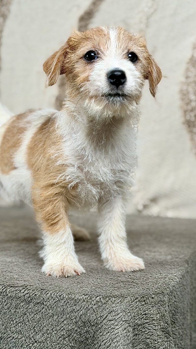 piesek Jack russell terrier