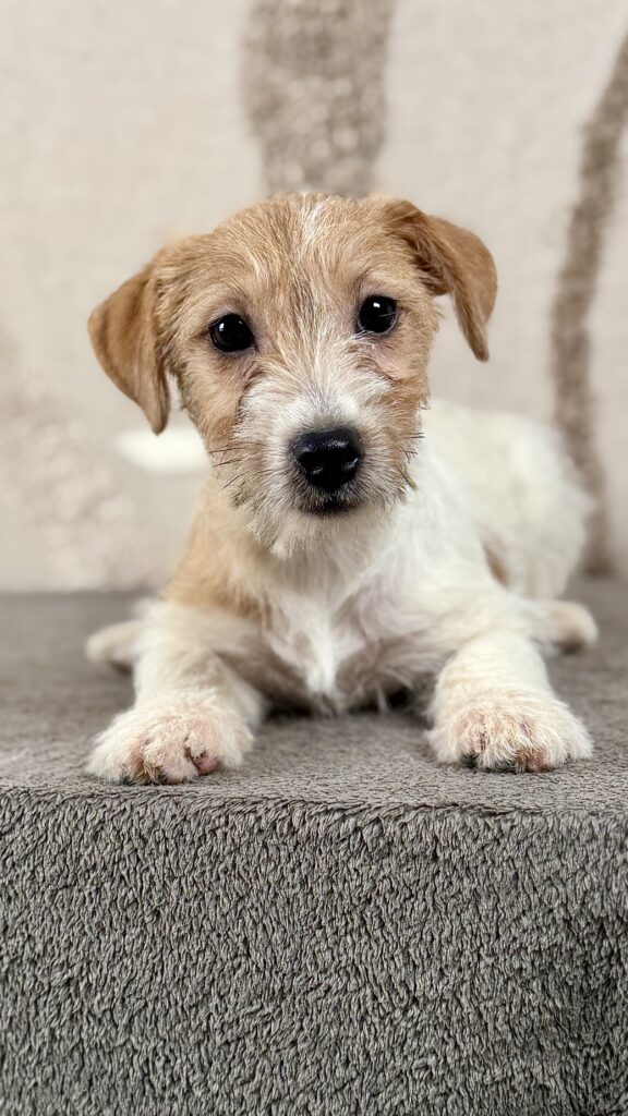 piesek Jack russell terrier