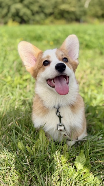 welsh corgi pembroke