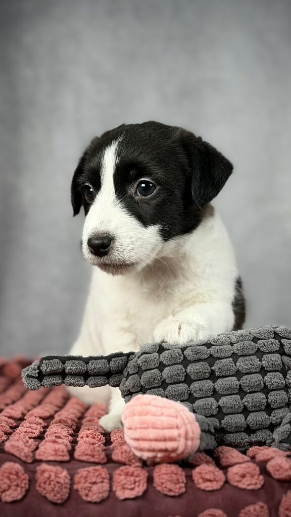 szczeniak jack russell terrier