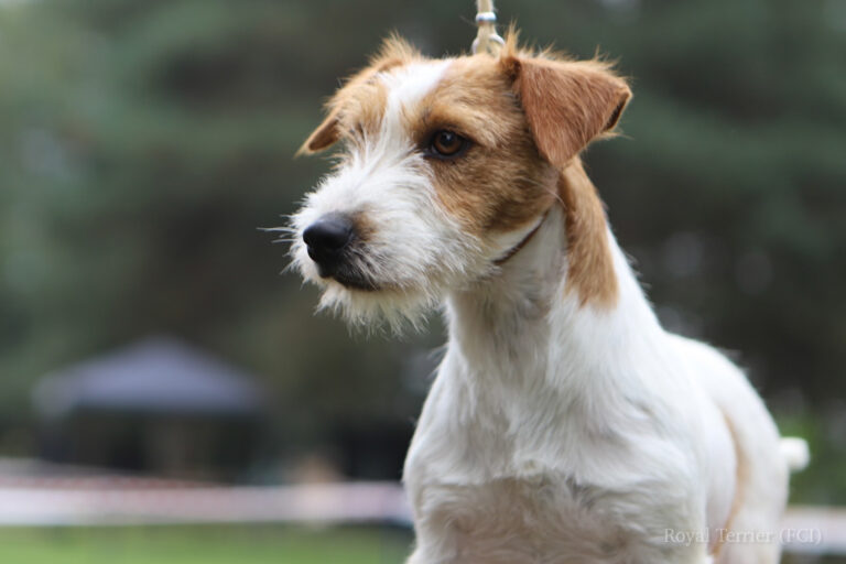 jack russell terrier