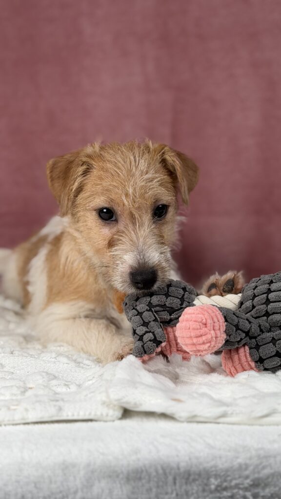 jack russell terrier