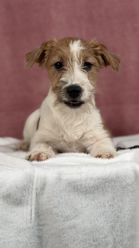jack russell terrier