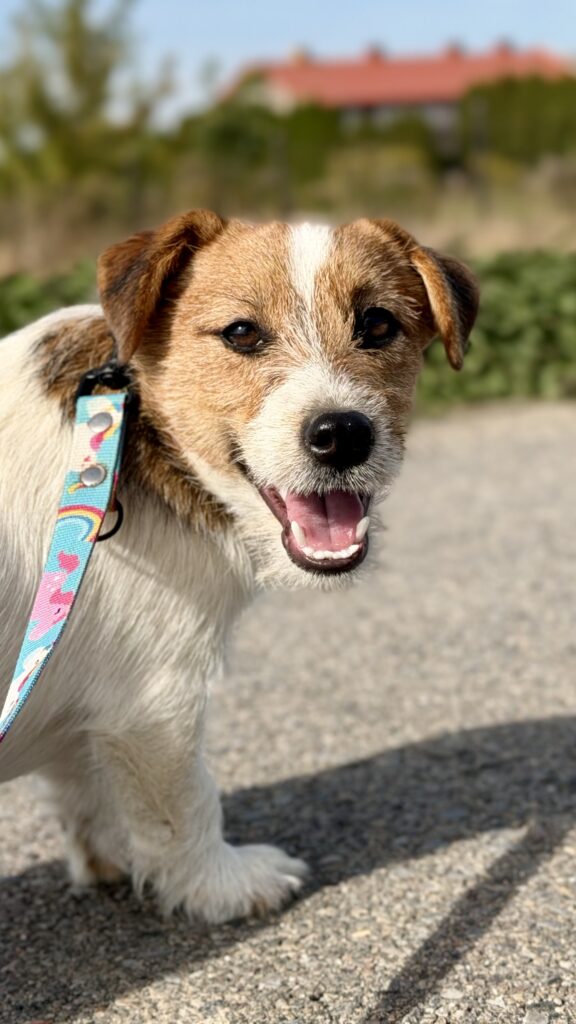 jack russell terrier