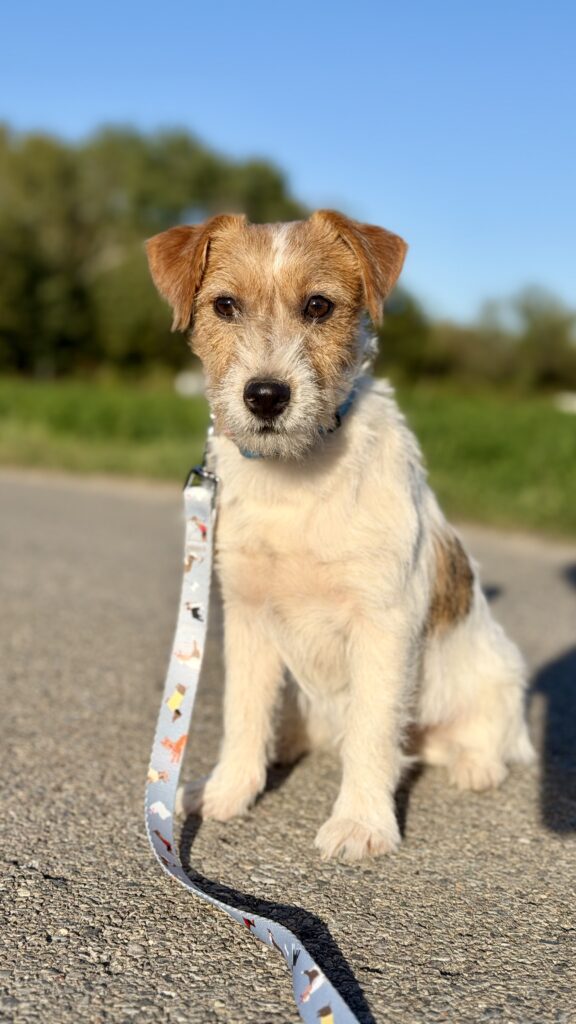 jack russell terrier