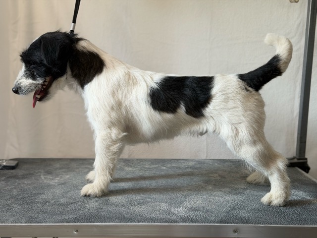 jack russell terrier