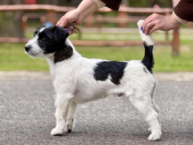 jack russell terrier