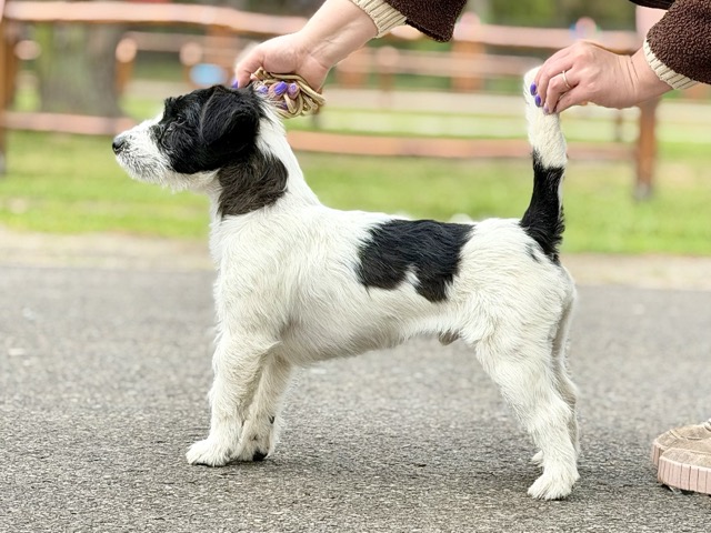 jack russell terrier