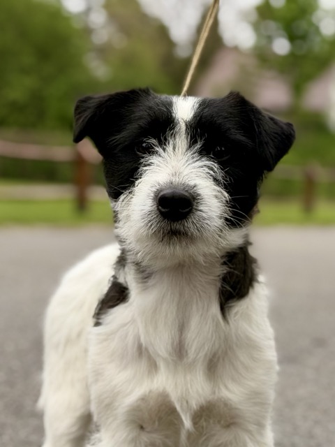 jack russell terrier