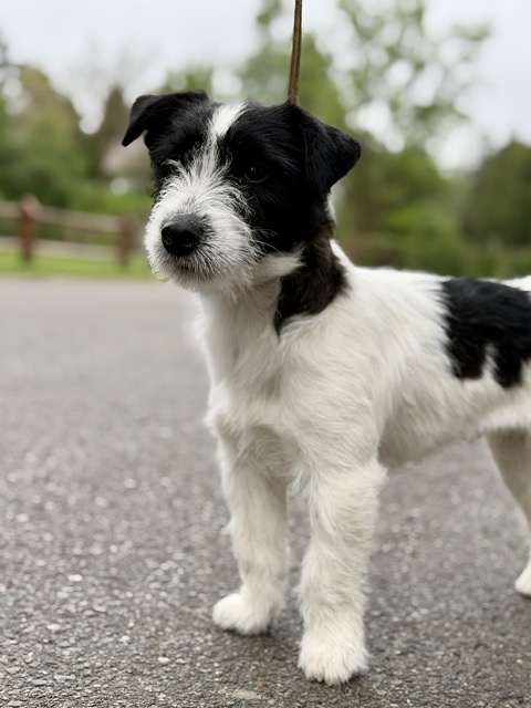 jack russell terrier