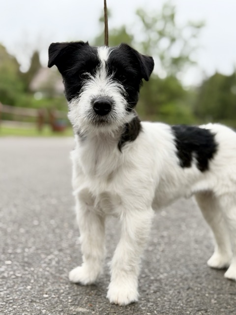 jack russell terrier