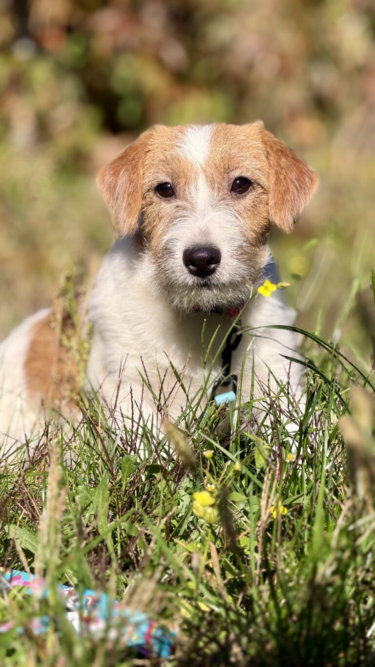 jack russell terrier