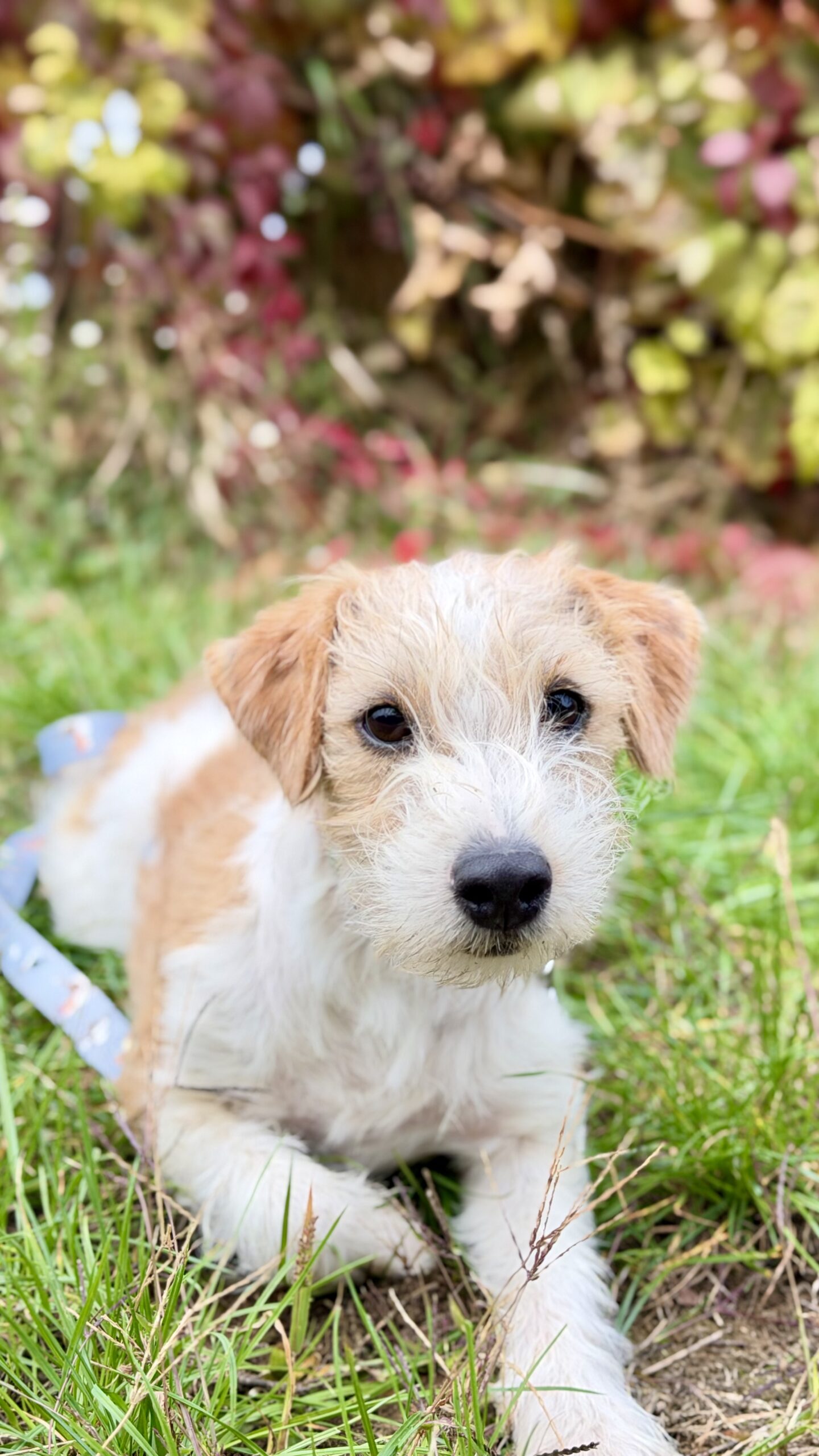 szczeniak jack russell terrier