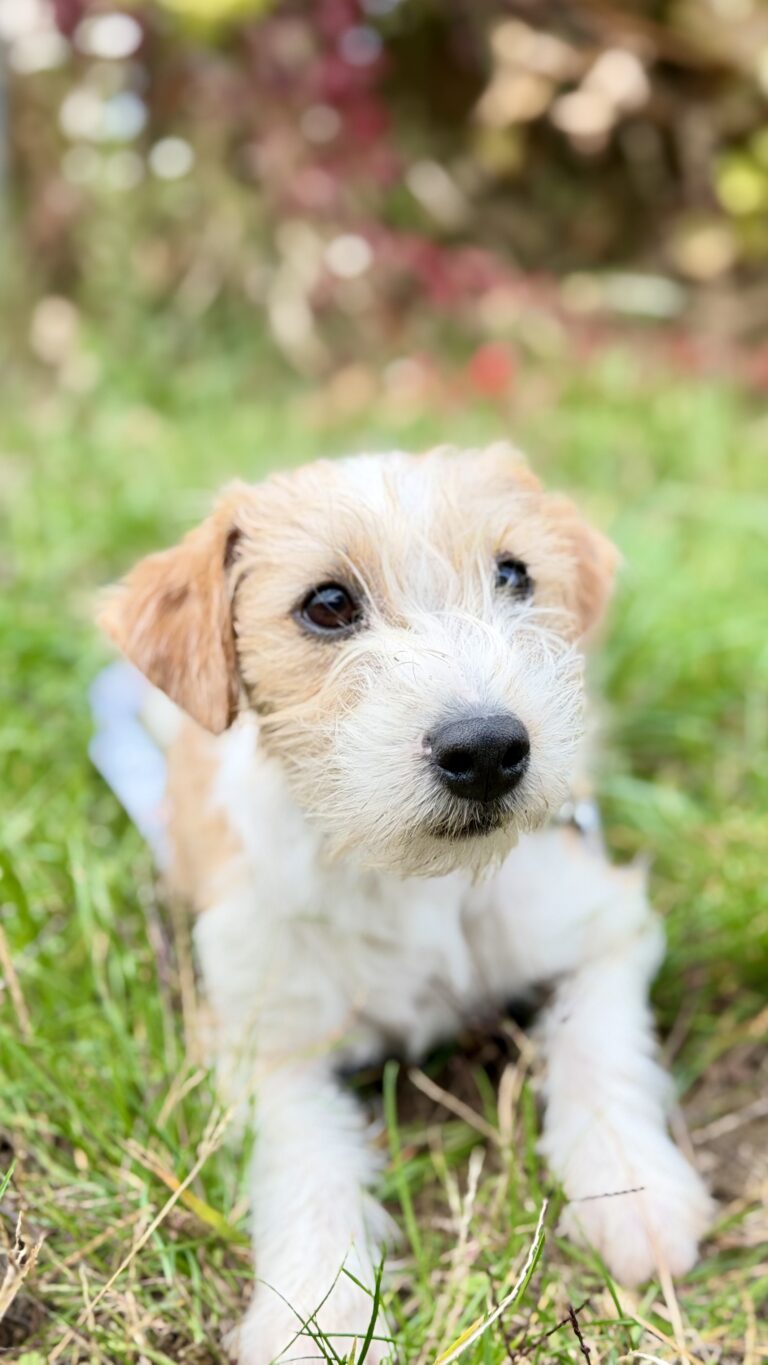 szczeniak jack russell terrier