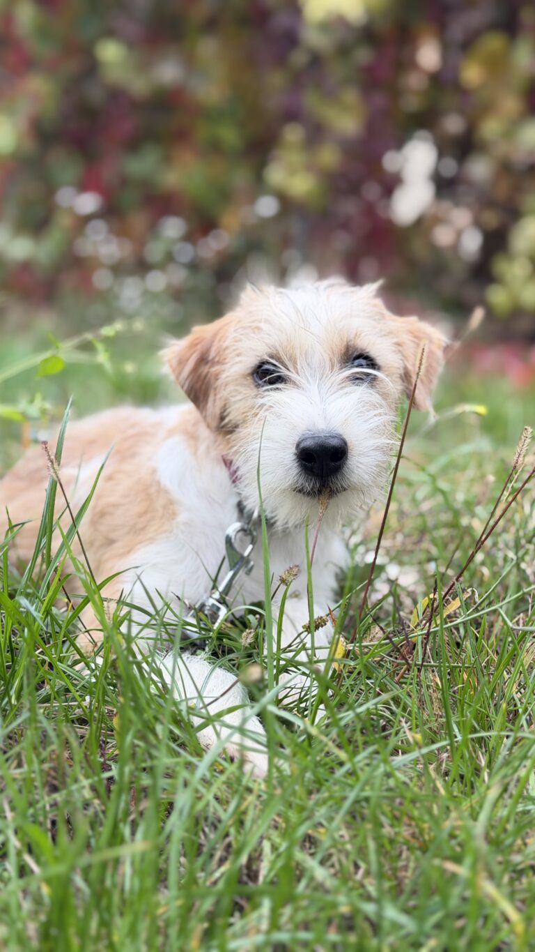 szczeniak jack russell terrier