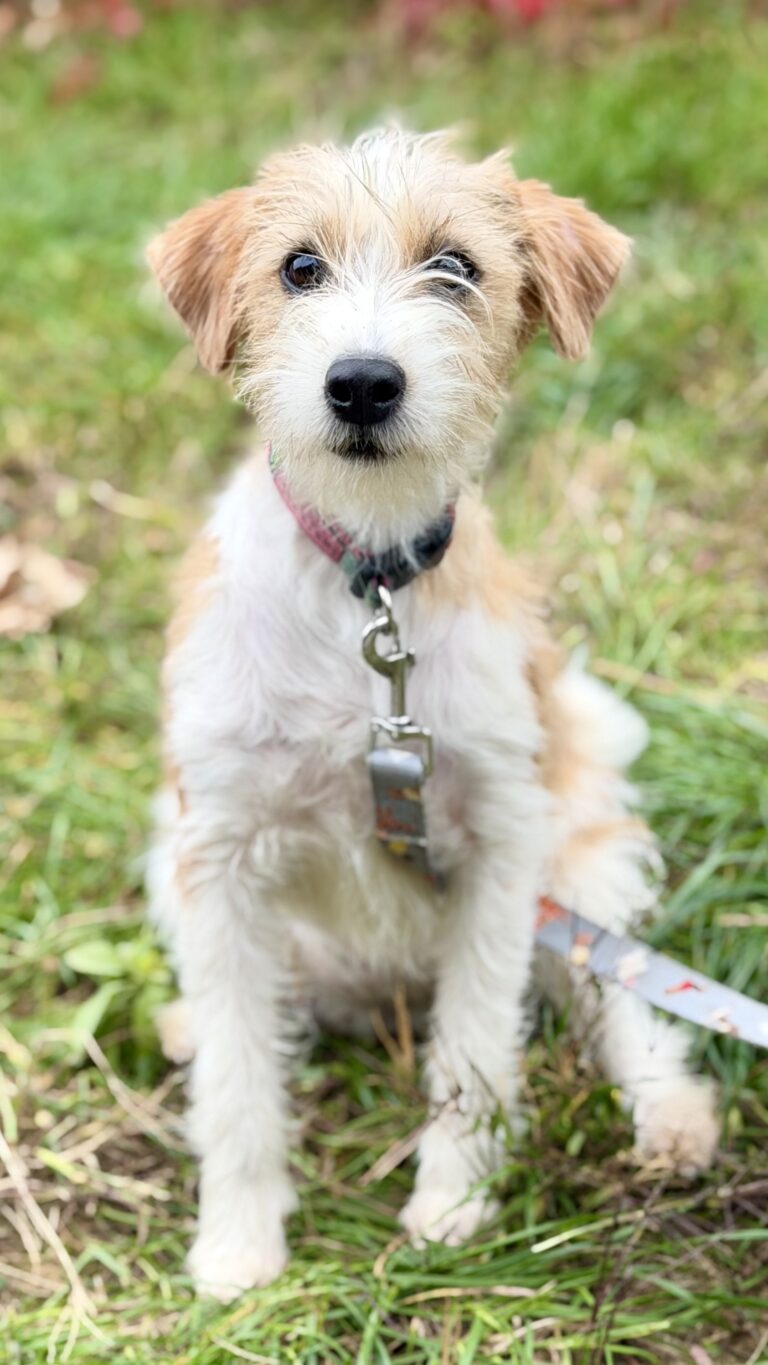 szczeniak jack russell terrier