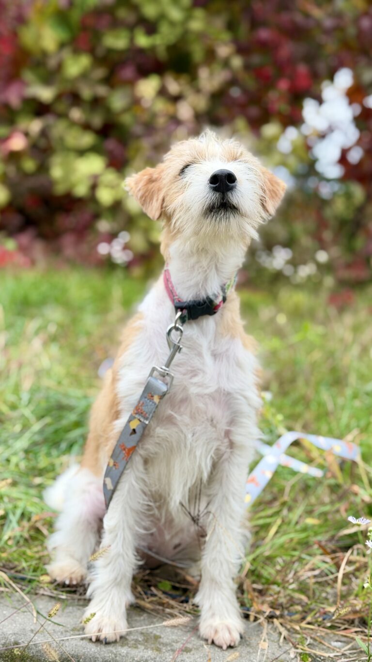 szczeniak jack russell terrier