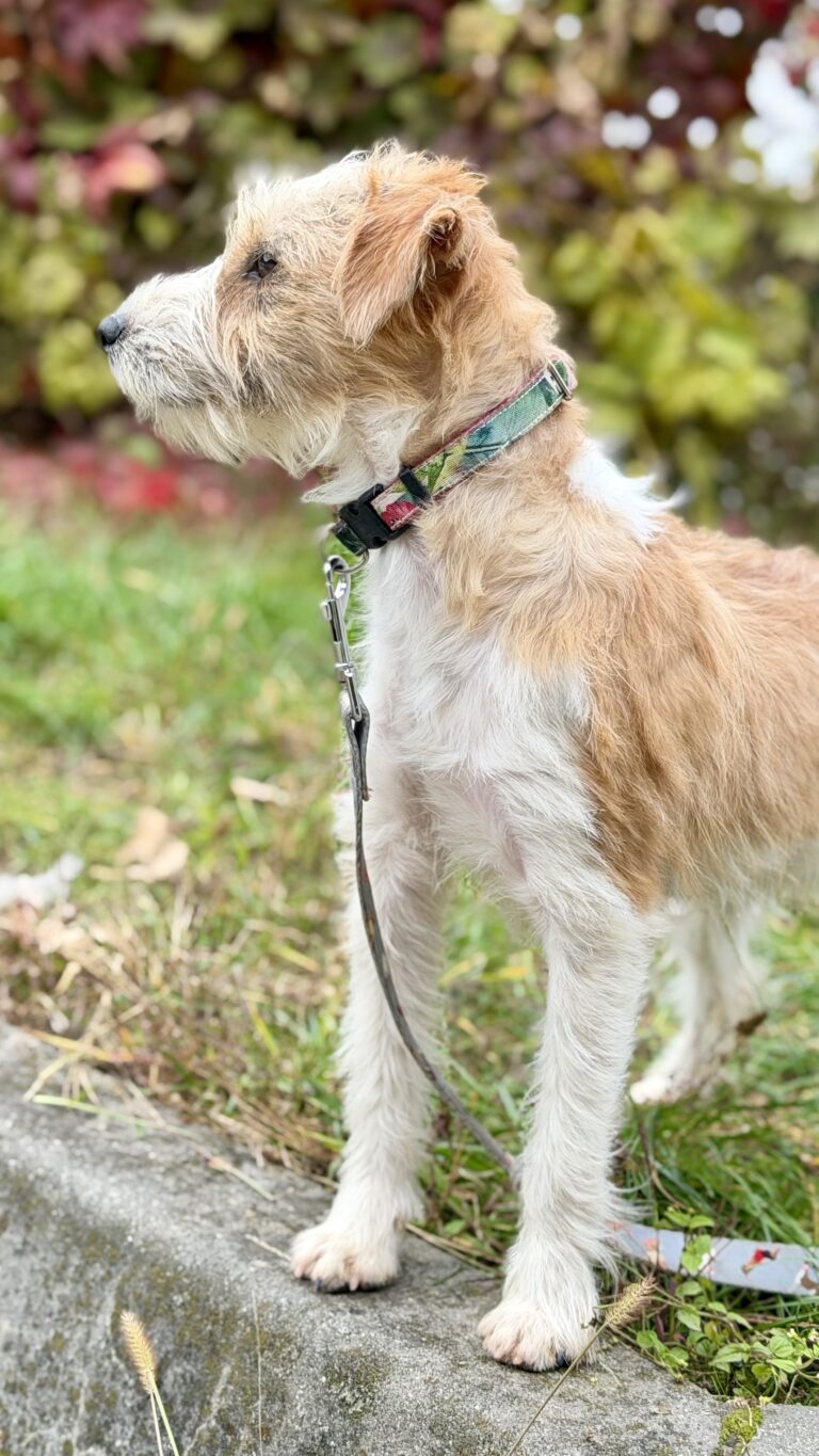 szczeniak jack russell terrier